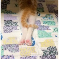 足をピーンと伸ばして寝る子猫→成長した結果…可愛すぎる『ビフォーアフター』に反響「もしかして二足歩行ｗ」「立派になったね」