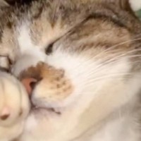 布団に入って眠っていた猫→左手を見ると…『予想外のポーズ』が可愛すぎると18万再生「何の夢見てるんだろう」「もふんもふんしたい」