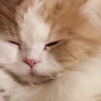 大好きなお姉ちゃんとの『再会』で……猫が見せた『愛おしすぎるリアクション』に「寂しかったんだね」「見てるだけで幸せになった」と反響