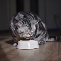 猫が『ご飯を食べながら鳴く』4つの理由　満足しているサインなの？