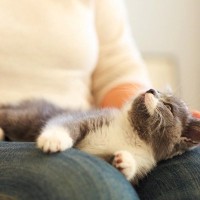 猫が『膝に乗りたがる』ときの心理3選　特別な人にしかしないの？愛猫が伝えたい気持ちとは