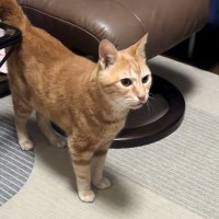 猫に『お母さんの声は聞こえるのにいないドッキリ』を仕掛けた結果…涙が出るほど『可愛すぎる瞬間』が11万再生「犬みたい」「愛おしい」