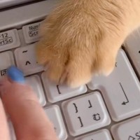 リモートワーク中のママにかまってほしくて…猫が見せた可愛すぎる行動と『まさかの表情』が83万再生「一番困るキー知ってるなｗ」「顔よｗ」