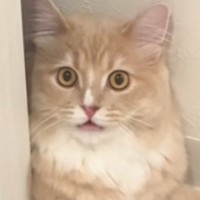 猫が『顔パック中の飼い主』を見た結果…猫とは思えない『驚きの反応』に「やばいリピしてしまうｗ」「口が開いていくのたまらん」と1万いいね