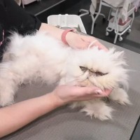 『もし自分に何かあったら、猫は…』亡き友人との『最後の約束』を果たす様子に感動の声「涙が止まりません」「大事にされていたのがわかる」