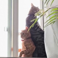 お気に入りの場所を取り合う『兄弟猫』を見ていると…まさかの『素敵すぎる光景』に「アイドルのMVみたいｗ」「なんの撮影会だろうｗ」と反響