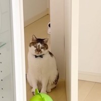 ママが体調不良で寝込んでいると、2匹の猫がパパのところに向かって…思わず涙が出る『優しい行動』に「幸せいっぱいだね」「愛情を感じた」と絶賛