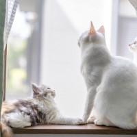 猫が心待ちにしている『楽しみな時間』6選　愛おしくなる愛猫の心理から接し方のポイントまで