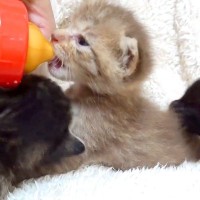 生後約３週間の保護子猫→順番にミルクをあげていたら、ほかの２匹が来て…まるで襲撃？『食いしん坊すぎる様子』に爆笑「すごい勢いｗｗ」