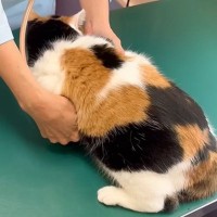 温厚な三毛猫→『動物病院』に連れて行くと……信じられない光景が72万再生「先生も笑っちゃってる」「すっっっごいｗ」と驚きの声続出