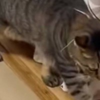 そろりそろり忍び足で歩く猫→『横目でちらちら見ていたのは…』思いやりが素敵すぎると22万再生「すごいね」「なんていい子なんだろう」