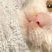 猫生初のお風呂に入った子猫→タオルで『おくるみ』したら…『絶妙な表情』が可愛すぎると249万表示「虚無の目ｗｗ」「頑張ったね」