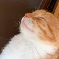 すやすやとお昼寝していた子猫→『まさかの場所』で…笑わずにはいられない光景に1万7000いいね「すごい体勢ｗ」「首が痛くないのかなｗ」