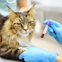 猫が注意すべき『代表的な病気』4つ　主な原因や症状、飼い主が取り入れたい予防法まで