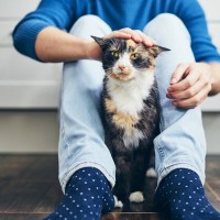 猫が飼い主の『足をわざと踏んでくる』心理4つ　不思議な行動に隠れた理由やメッセージとは