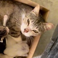 『ゴミ捨て場に親子で捨てられていた猫』が保護された結果…幸せになるまでの軌跡に感涙の声「見つけてもらえてよかった」「心からありがとう」