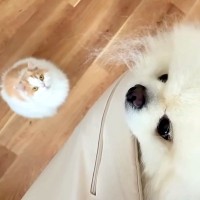 久しぶりの仕事がない日→猫と犬は朝から嬉しそうで…あまりにも最高な『休日の過ごし方』に反響「甘えん坊」「もふられ日だとわかってる」