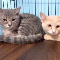 おびえて固まっていた、２匹の元野良猫→愛情込めてお世話した結果…あまりにも尊い『初めての行動』に「嬉しいね」「慣れてきて良かった」