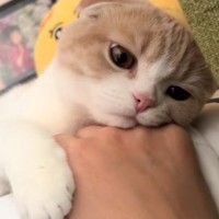 手の上に顔を乗せて『ウトウトとしていた猫』が、次の瞬間…あまりにも可愛すぎる光景が42万再生「何考えてるんだろｗ」「マジで癒された」