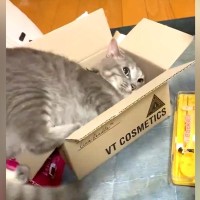 何が何でも小さめの段ボールに入りたいネコ…想像以上に『無理やりすぎる光景』が23万再生「ずっとベスポジ探してんのｗｗ」「うん、尊い」