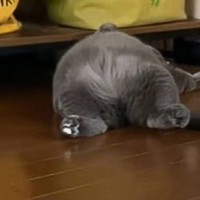 すごい姿勢で寝ていた猫→飼い主さんに『名前を呼ばれる』と……「めちゃくちゃ可愛い」「寝方がもう完璧ｗ」と微笑ましすぎる瞬間が18万再生