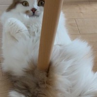 椅子の下でくつろいでいた猫の『お腹』を見たら……『目を疑う光景』に９万いいね「マジでどうなってるの」「刺さっているようにしか見えないｗ」