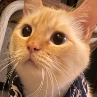 エアコンが壊れた日、ネコの首に『巻かれていたもの』とは…キュンとくる光景に９万いいね「オテテ可愛いですねぇ」「優しい熱中症対策」