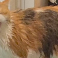 猫をお風呂で洗ったら……終わったあとに見せた『思わずニヤける行動』に４万いいね「よくもビショビショにしたなｯｯ」「かわいいｗ」