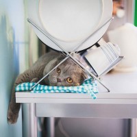 『猫用の食器』を清潔にする洗い方4選　洗剤は何を使えばいいの？