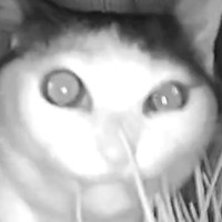 ネコが『夜中ひとりで寂しくないかな』と思ったら…カメラに映った『想定外の光景』に「夜中のラーメンみたいなｗ」「可愛すぎるｗ」と話題に