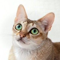 大きくならないとされている『小型の猫種』3選　種類別の特徴や魅力、飼う際の注意点まで