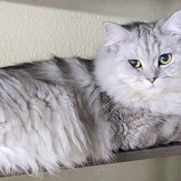 ネコの飼い主さんがふと『棚』を見たら…とんでもなく可愛い『まさかの瞬間』に４万いいねの反響「順番に撫でたいｗ」「幸せな気持ちになった」