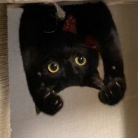 キャットタワーにいる黒猫を見たら…思いもよらない『まさかすぎるポーズ』に10万いいねの大反響「吹いてしまった」「ギニュー特戦隊」