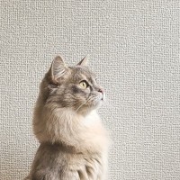 棚の上にあるものが気になるけど『乗ってはいけない猫』→確認するためにとった『賢い行動』に４万いいね「お利口すぎるｗ」「すごい」と反響