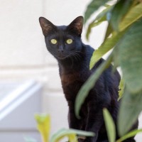 13年の時を経て、行方不明だった看板猫が現れ、新しい幸せをつかむ　英国