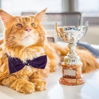 数々の冒険で地域の人々を結びつけた猫に、2025年英国「ねこ大賞」の称号が贈られる