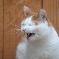 猫の『声がおかしい』ときに考えられる原因4つ　病気の可能性も？注意すべき症状まで解説