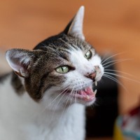 猫が『ネガティブな気持ち』のときにする鳴き方3つ　注意すべきポイントや適切な接し方も解説