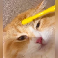濡れた歯ブラシでネコを撫でると『赤ちゃんの頃を思い出す？』→検証したら…まさかの光景が139万再生「可愛すぎるっ泣」「やってみたい」と絶賛