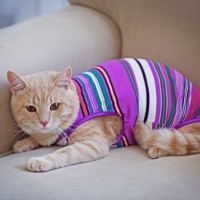 猫に『洋服』を着せるメリット・デメリットとは　必要になるケースや飼い主が配慮すべきことまで