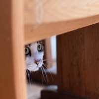 猫が『隠れてご飯を食べている』ときの理由5つ　考えられる心理から食事環境の整え方まで