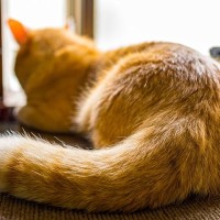 猫の『しっぽ』に生じるケガや病気3選　原因や症状、対処法まで解説