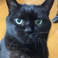 黒猫に『お手』『おかわり』と言うと…想像を超えてくる『天才的な反応』に仰天「えーっ素晴らしい」「人間の会話も理解してそうｗ」と35万再生