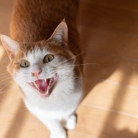 猫が『要求鳴き』をしてくる理由4選　考えられる心理や飼い主が取るべき対処法