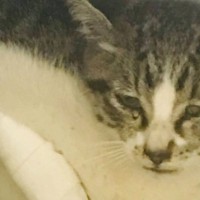 『パートナーがほしい』と縁結びに強い神社でお願いした結果…翌日→『まさかの展開』に11万いいね「素晴らしいご縁」「やはり猫は神の使い」