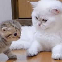 よちよち歩きの赤ちゃん猫をパパ猫のもとに連れて行ったら…『1991万再生突破』の光景に「とっても可愛い」「何度も見たくなる」と絶賛