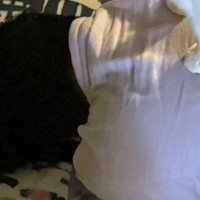 『猫に寝床を奪われる母が必死に抵抗した』結果…想定外な『とんでもない状況』に16万いいね「上位存在ｗ」「芸術点が高すぎる」と爆笑の声