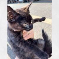 『家族ができますように』と神頼みした直後、鳥に囲まれていた黒猫と出会って…３年後→思わず涙が出る光景に「素敵」「大切にされてるね」と感動
