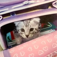 娘が小学校に入学したときは『こんなに小さかった子猫』が、６年後…思わず号泣のビフォーアフターに「素敵すぎる」「涙腺崩壊待ったなし」の声