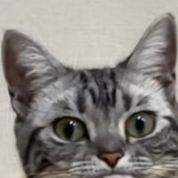 ハンモックでくつろいでいた猫→『アゴ』を見たら……爆笑必至の表情が69万再生「意図せずなってて可愛い」「おててかと思ったｗ」と話題